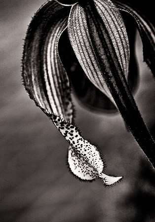 Orchid