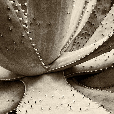 Agave 2