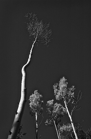 Aspens