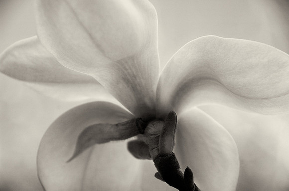 Magnolia