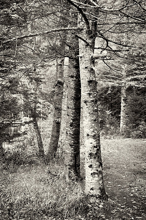New England 2