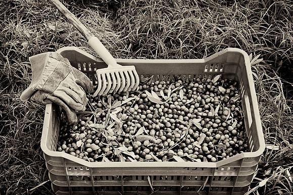 Picking Olives 2