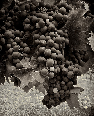Grapes