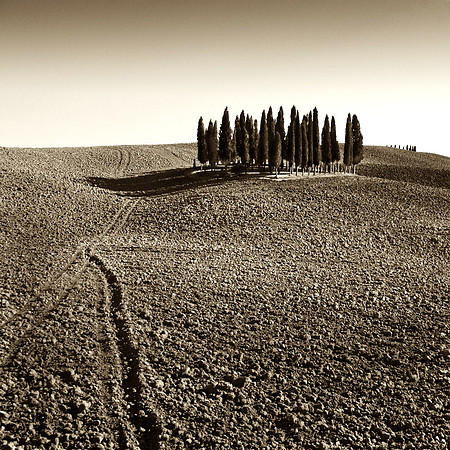 Tuscan Cyprus