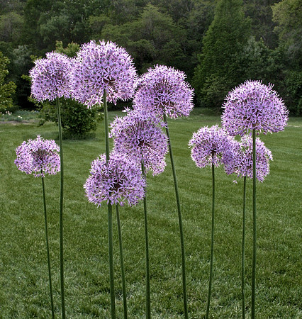 Presby Garden