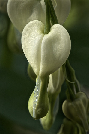 Floral 9