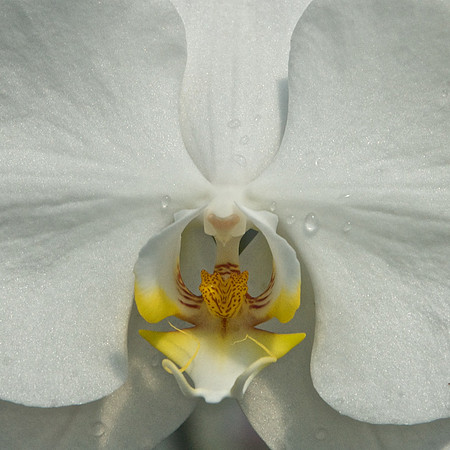 Orchid 5