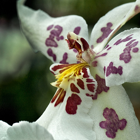 Orchid