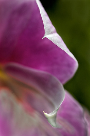 Floral 2