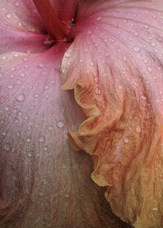 Floral 8