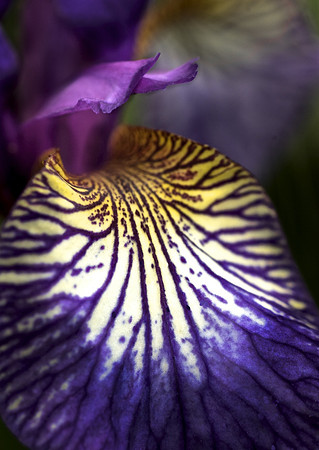 Floral 4