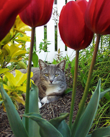 Cat in Garden