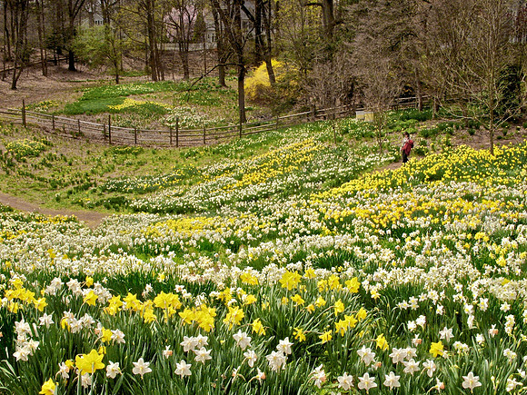 Reeves Reed Arboretum