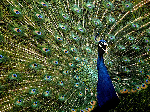 Peacock