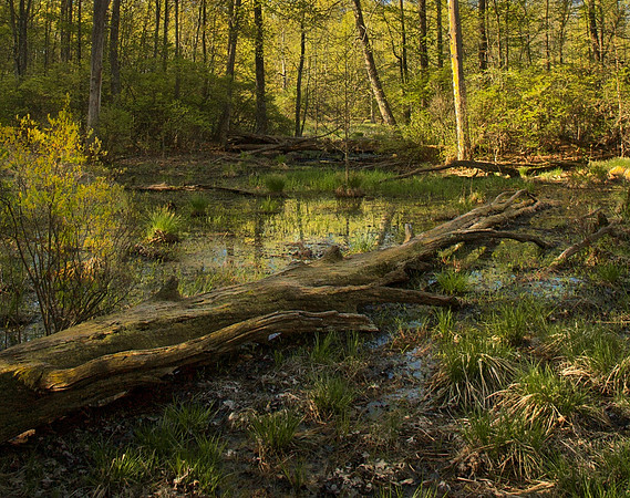 Great Swamp