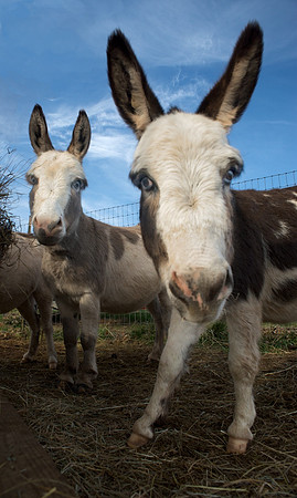 Miniature Donkeys