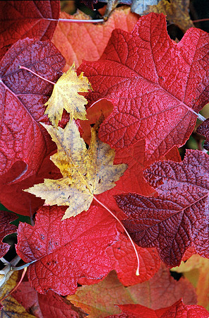 Fall Color
