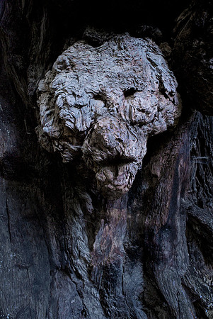 Faces in Nature