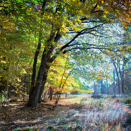 Fantasy Walk