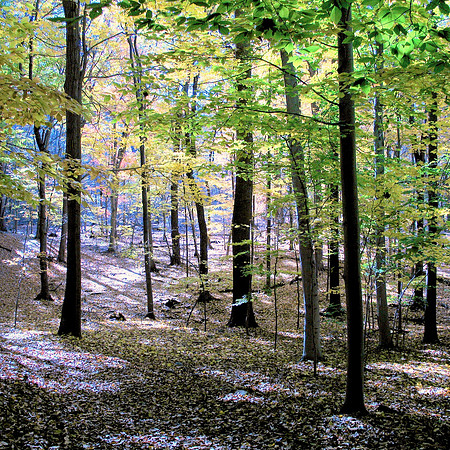 Fantasy Forest
