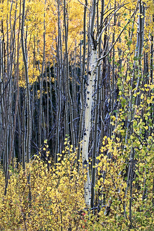 Yellow and Grey