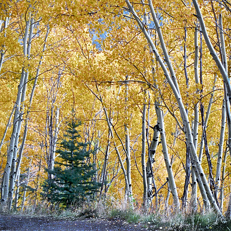 Yellow Forest