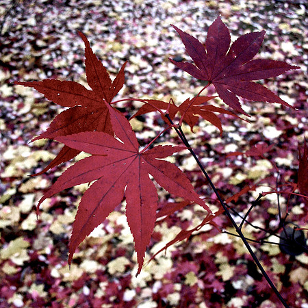 Yellow and Red