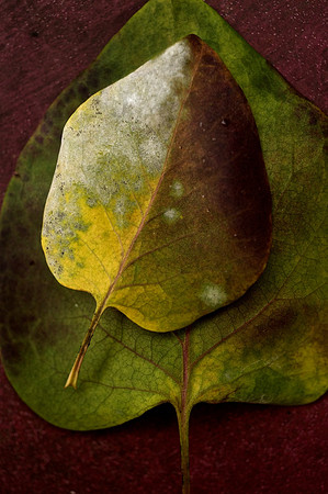 Leaf Detail