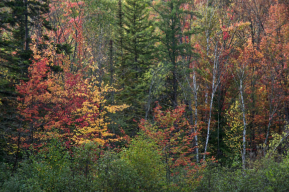 Fall Trees
