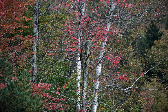 Fall Trees 2