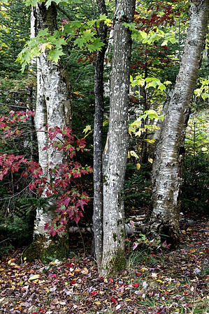 Trees 1