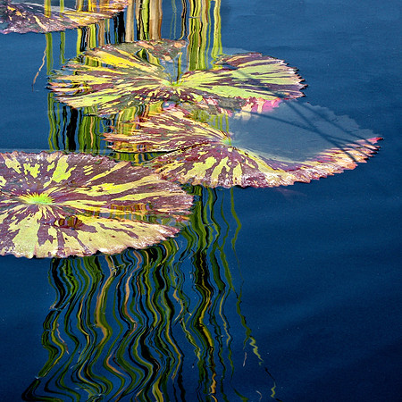 Water Lilly
