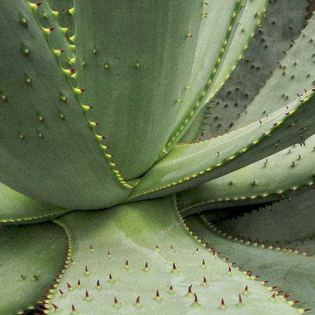 Agave