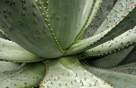 Agave