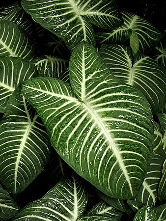 Green and White