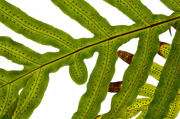 Botanical