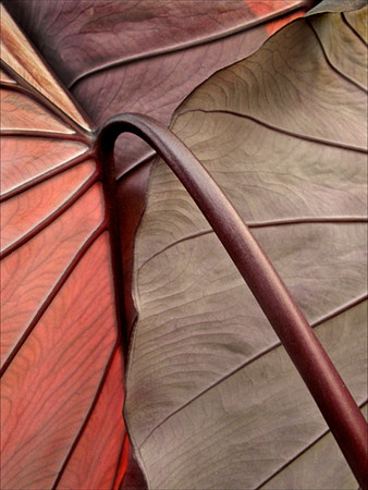 Garden Design