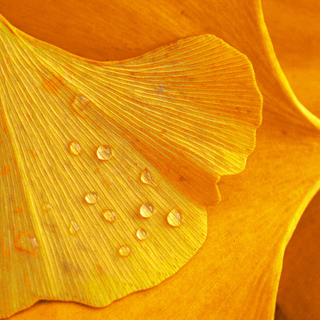 Ginko