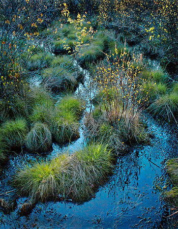 great Swamp