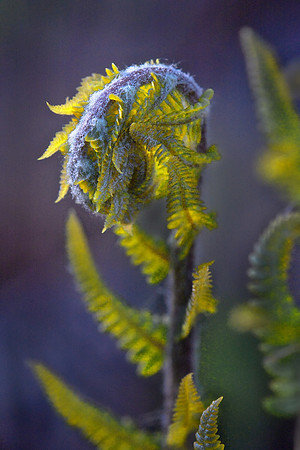 Fern