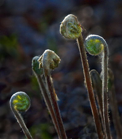 Fiddlehead Ferns