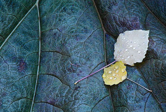 Three Leaves