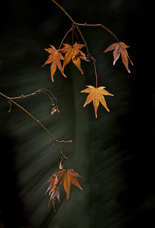 Leaves