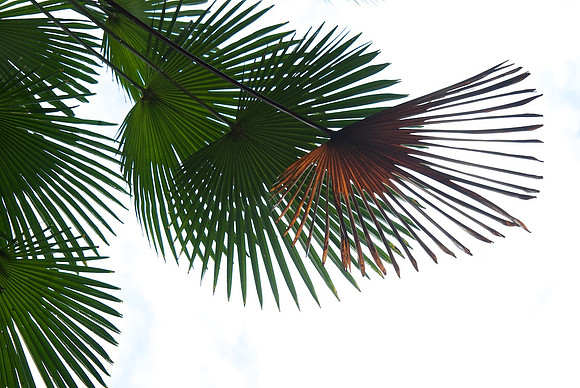 Palms