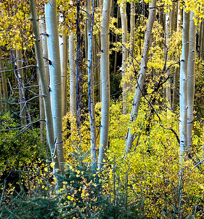 Aspens