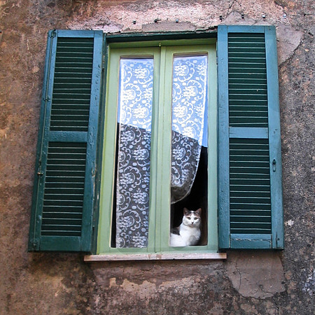 The Observer
