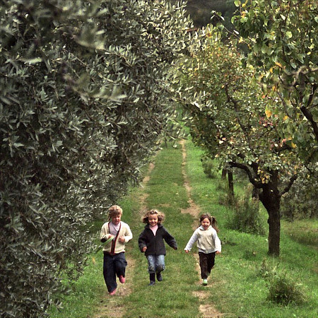 Olive Grove