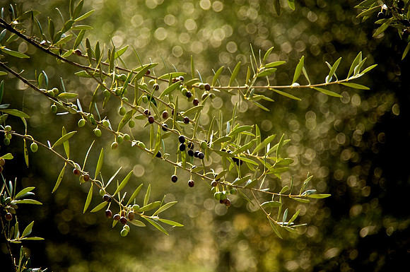 Olives on the Vine