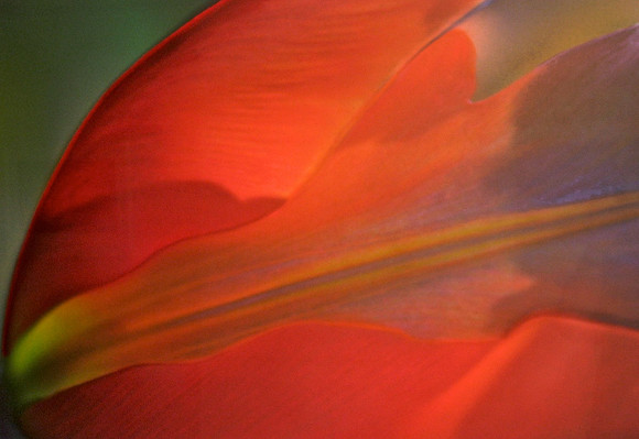 Tulip 2 with Pastel