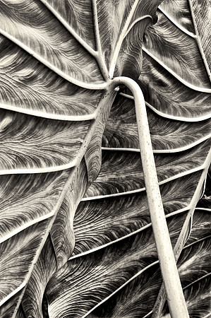 Botanical